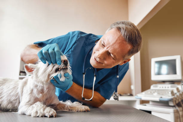 Best Emergency Denture Repair in Waverly, TN